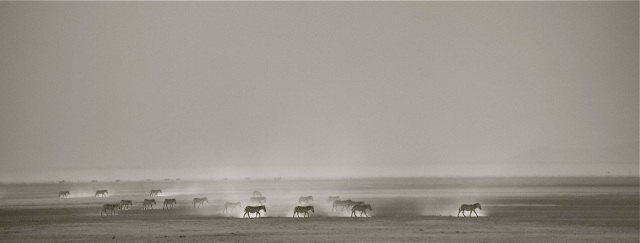 dusty zebras